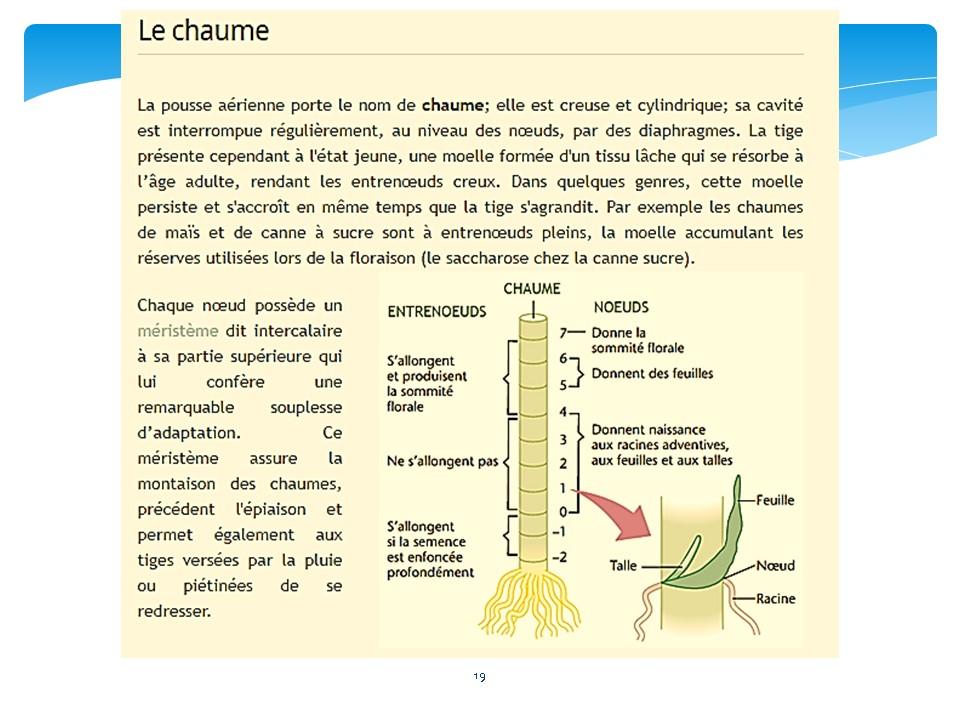 Diapositive19 13