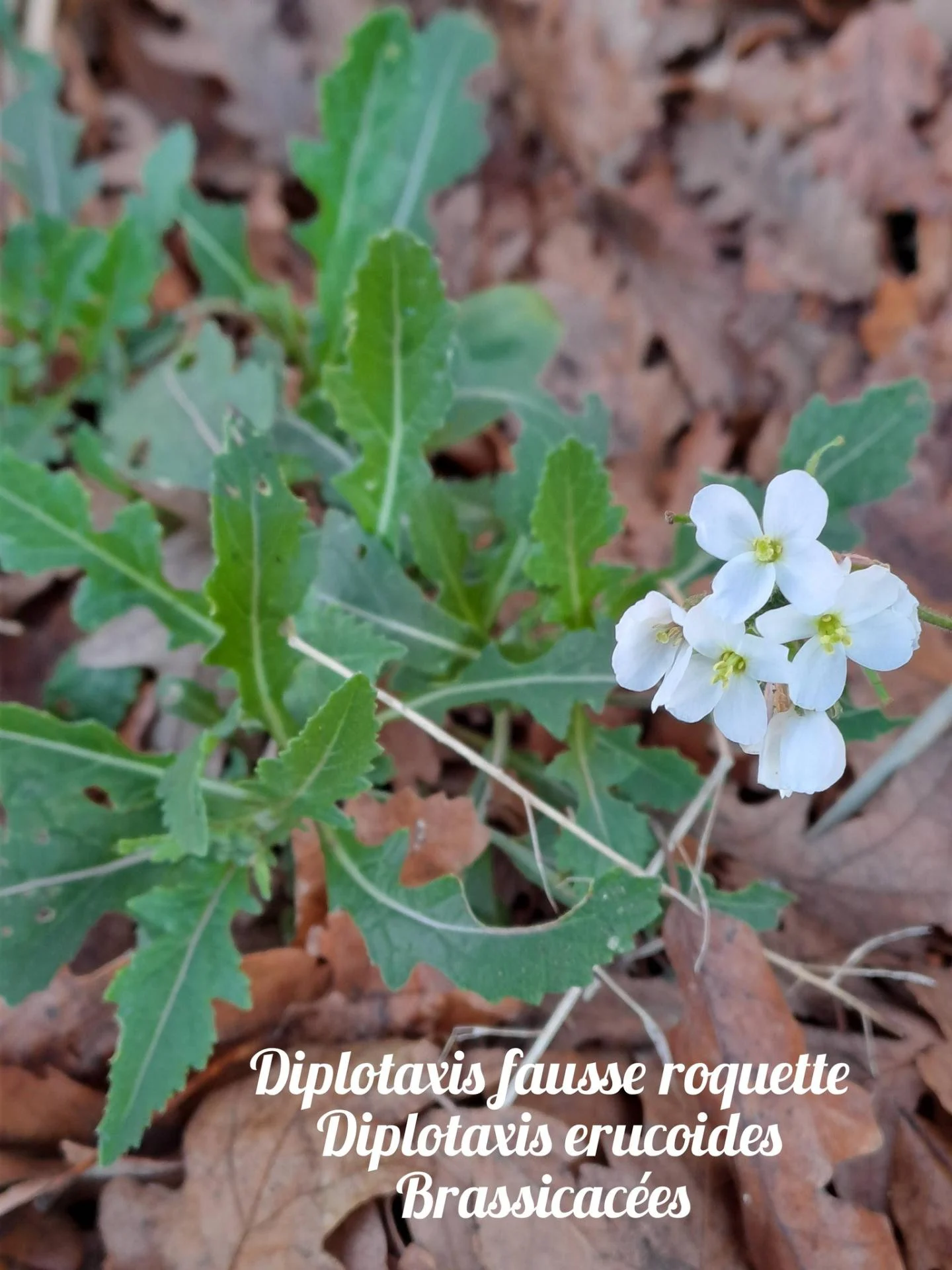 Diplotaxe fausse roquette 01 17 12 25