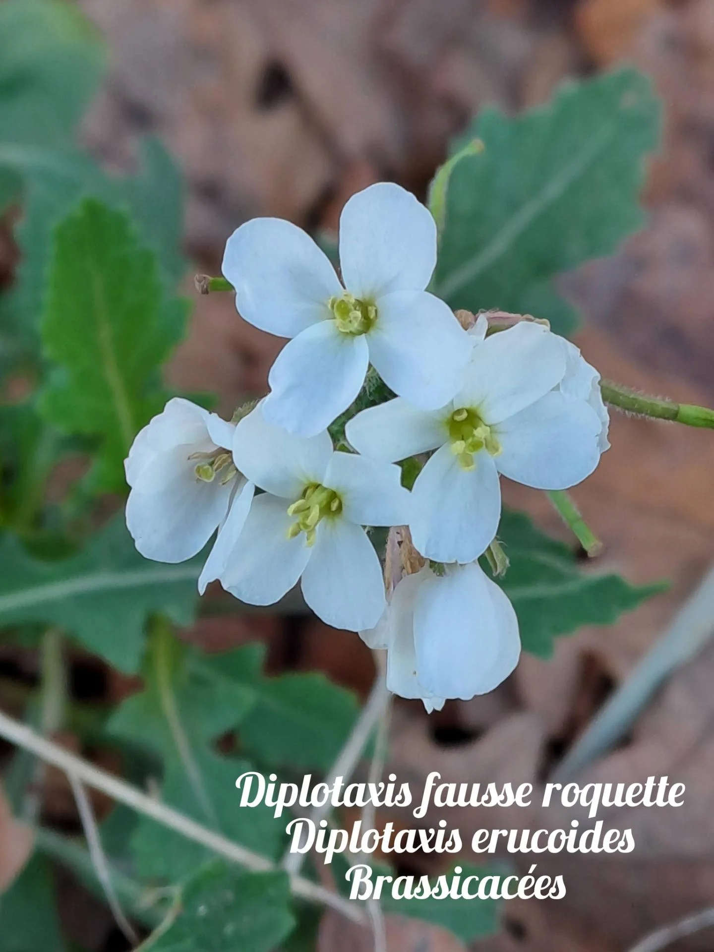Diplotaxe fausse roquette 02 17 12 25