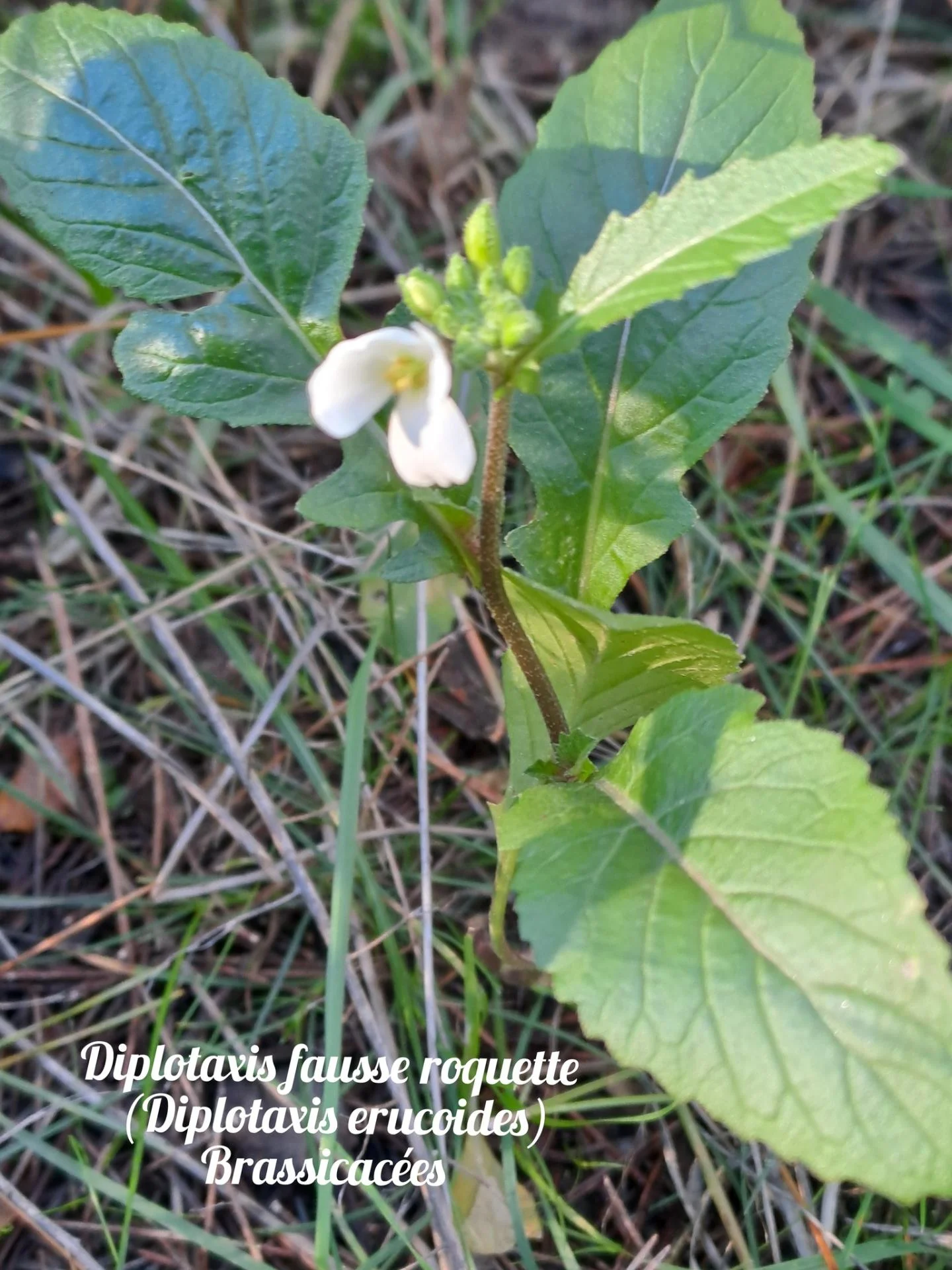 Diplotaxe fausse roquette 20 11 25 01