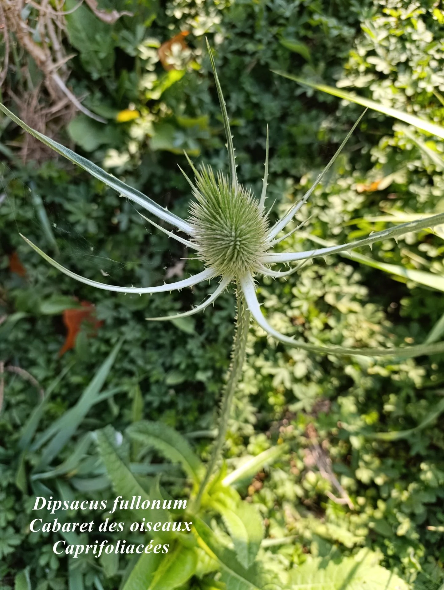 Dipsacus fullonum 01