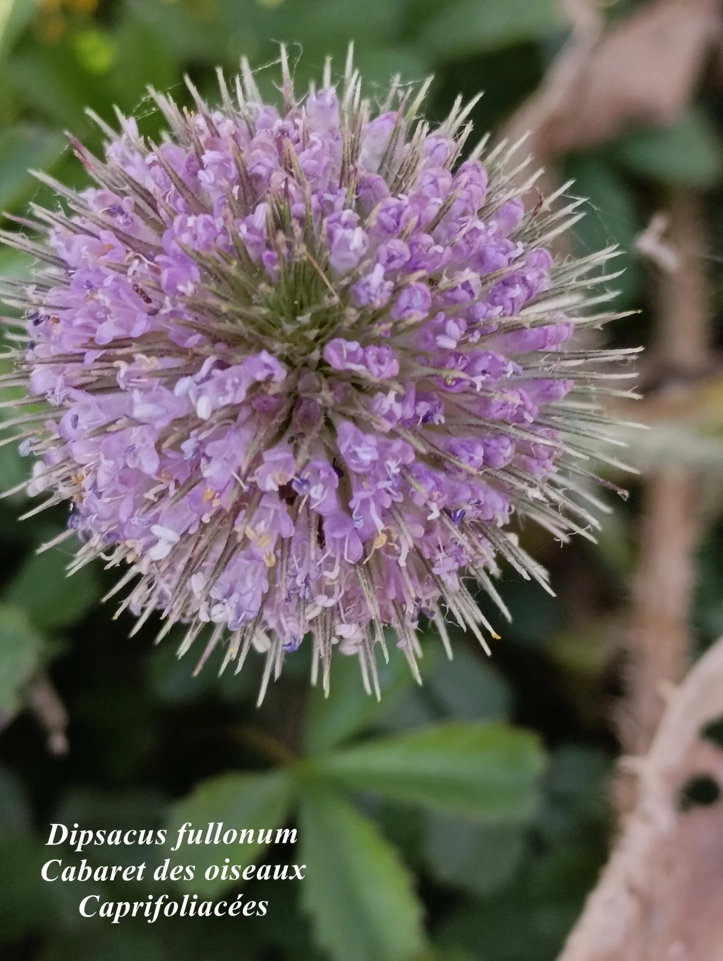 Dipsacus fullonum 02