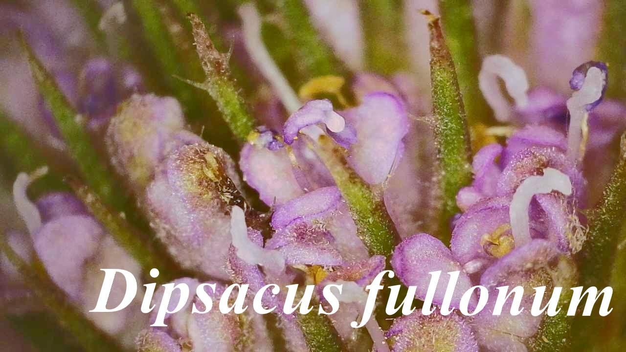 Dipsacus fullonum 2025 10 16 15h18m32s