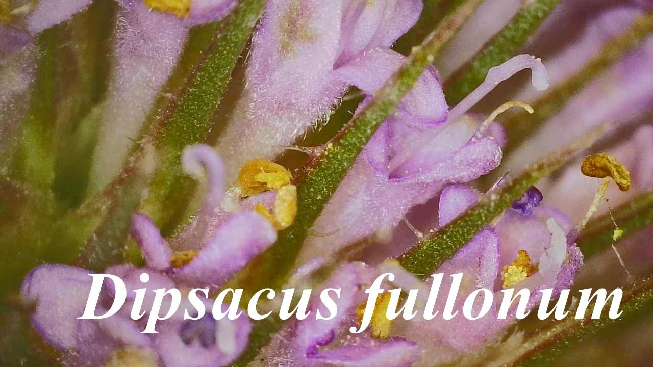 Dipsacus fullonum 2025 10 16 15h20m21s