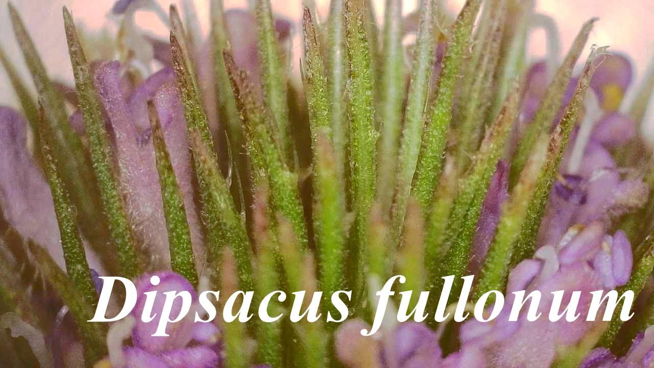 Dipsacus fullonum 2025 10 16 15h21m58s