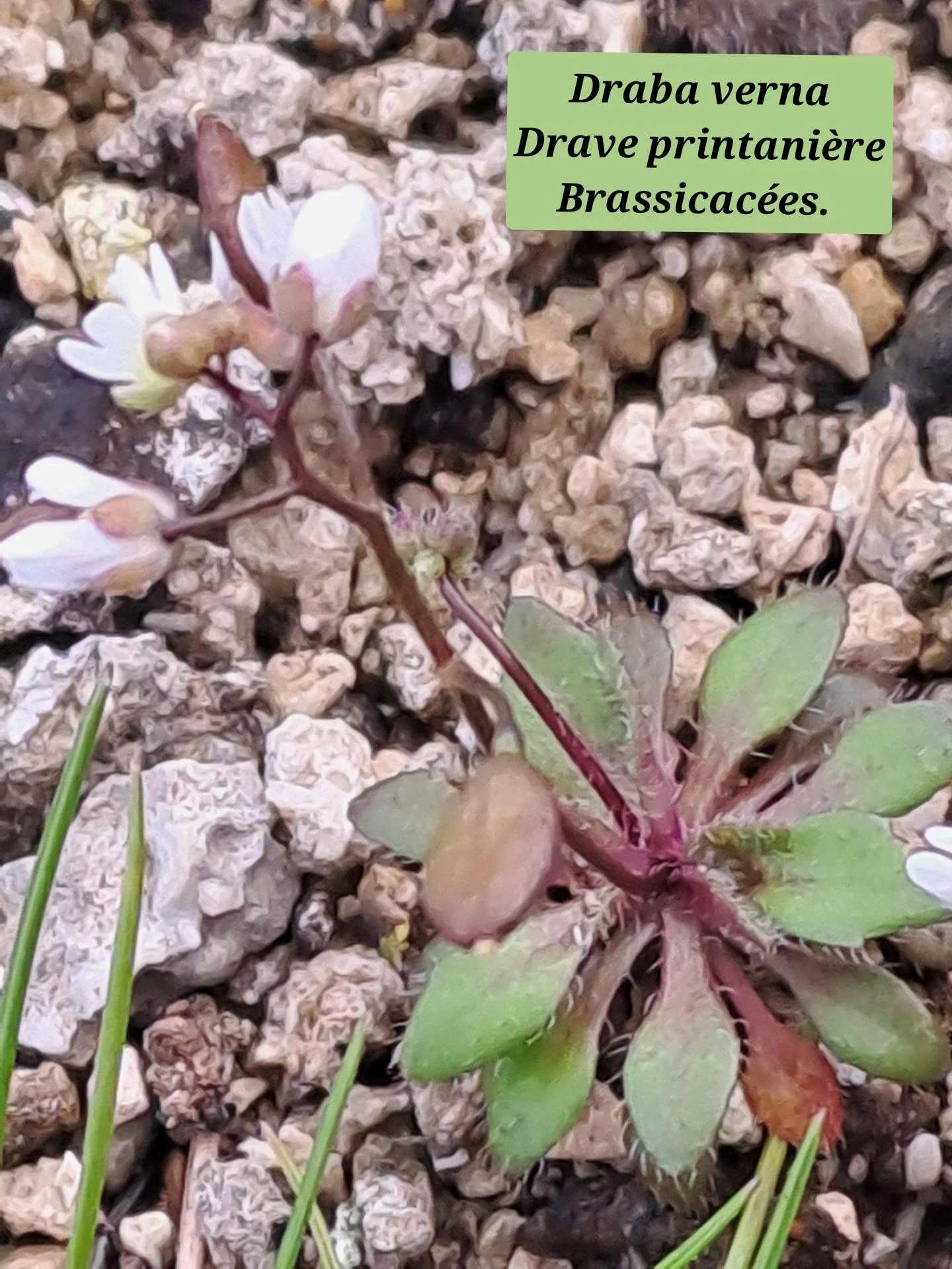 Drave printaniere 01 11 02 26