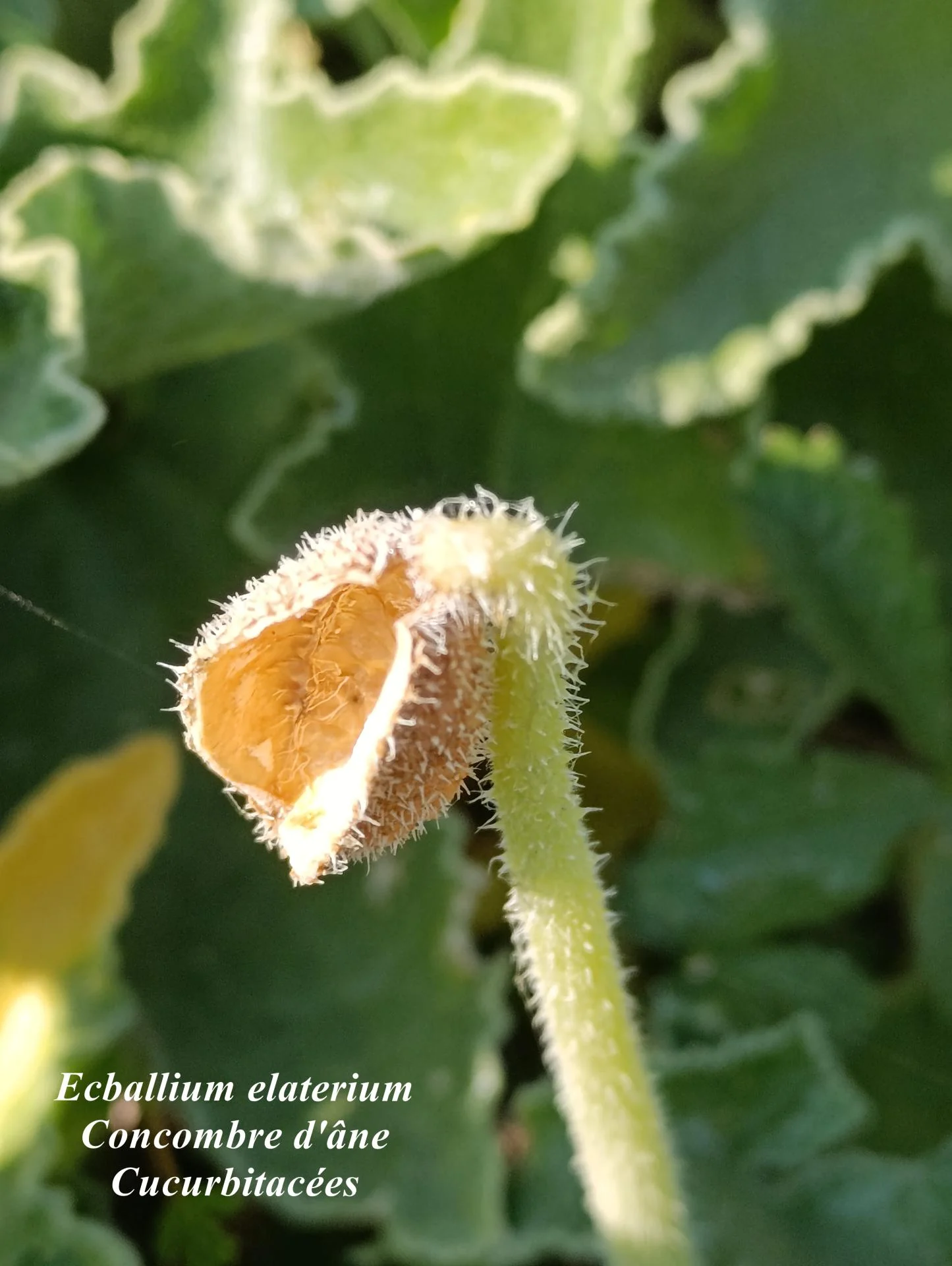 Ecballium elaterium 01