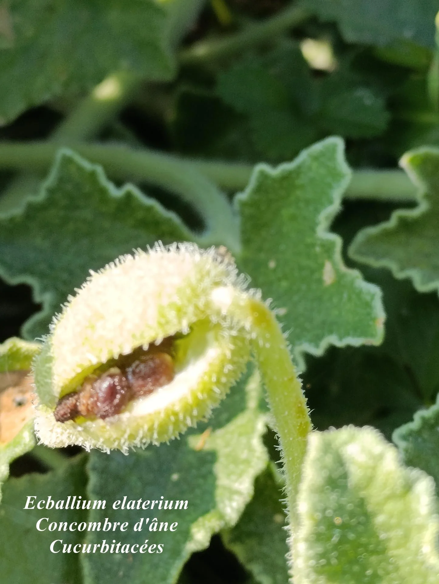 Ecballium elaterium 02