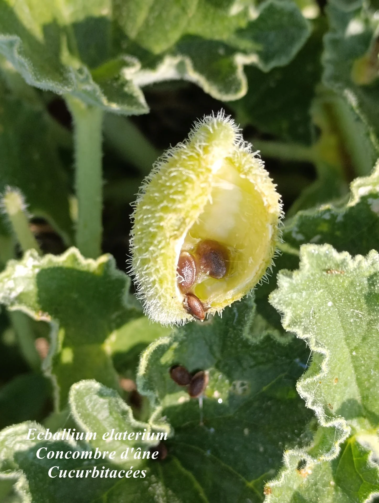 Ecballium elaterium 03