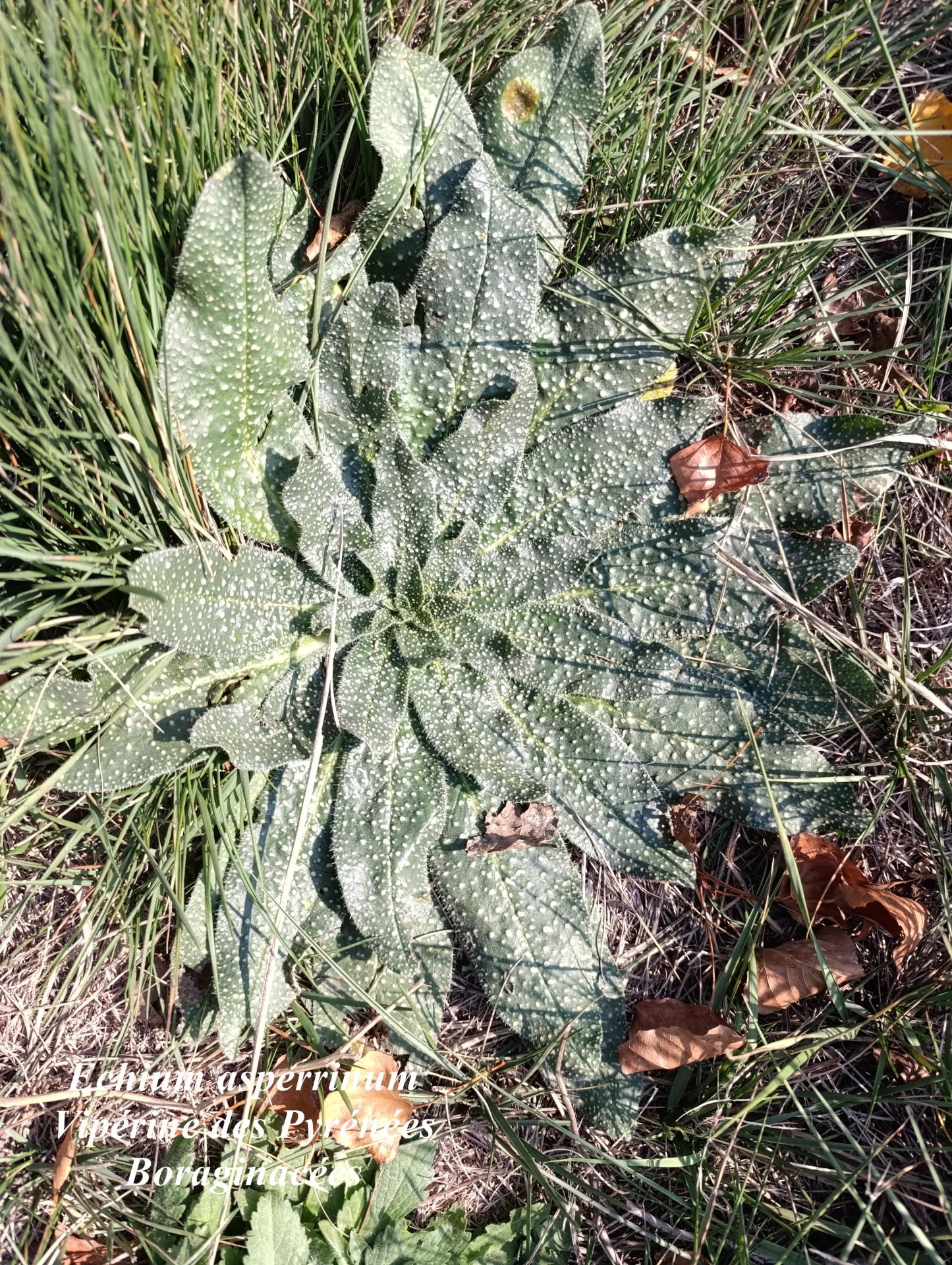 Echium asperrinum 15 10 2025 15h02m19