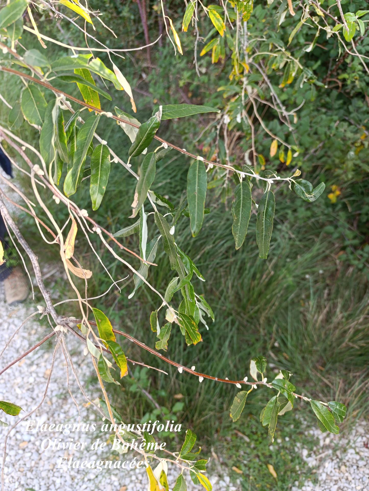 Elaeagnus angustifolia 01