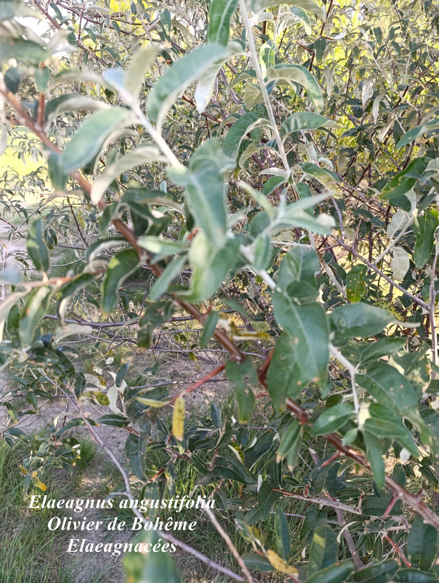 Elaeagnus angustifolia 02