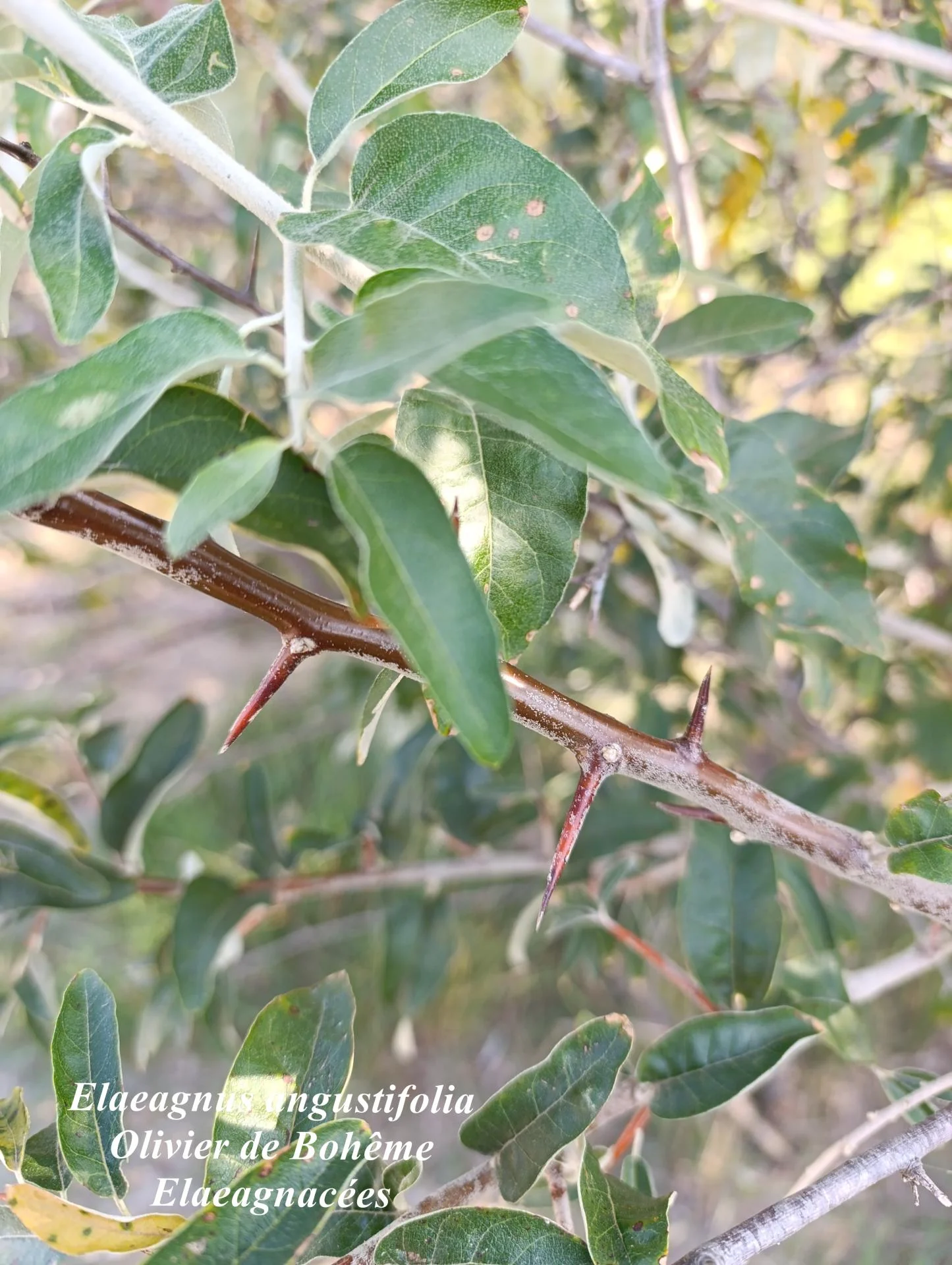 Elaeagnus angustifolia 03