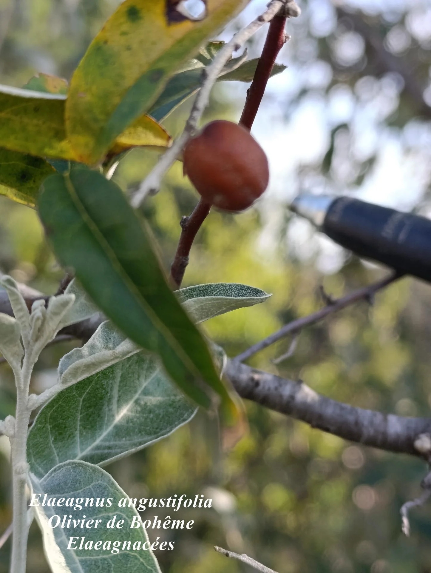 Elaeagnus angustifolia 04