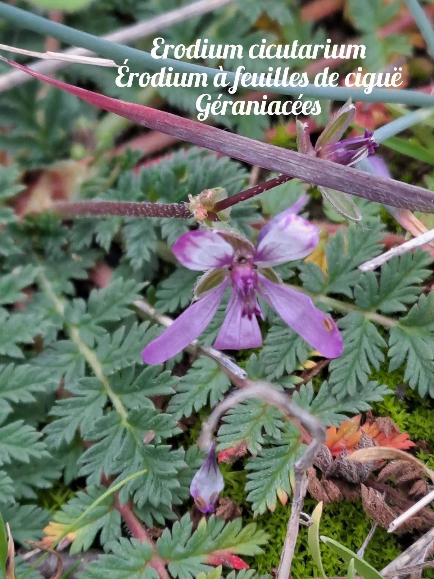 Erodium a feuilles de cigue 01 10 12 25