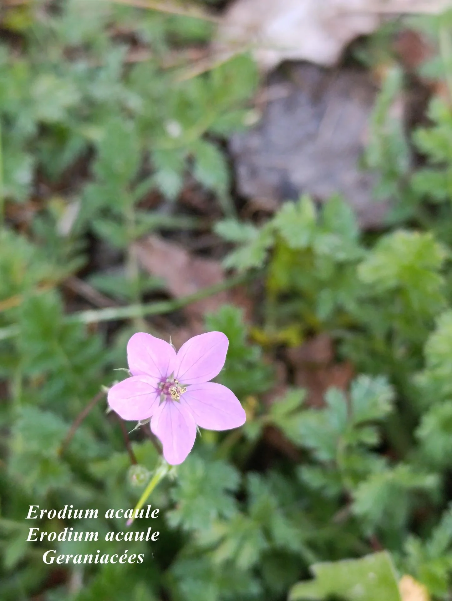 Erodium acaule 01