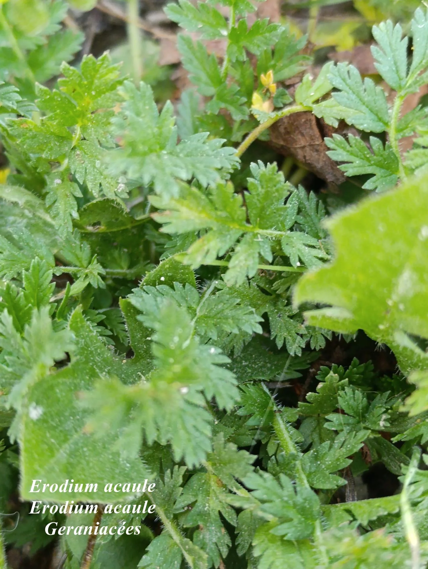 Erodium acaule 02