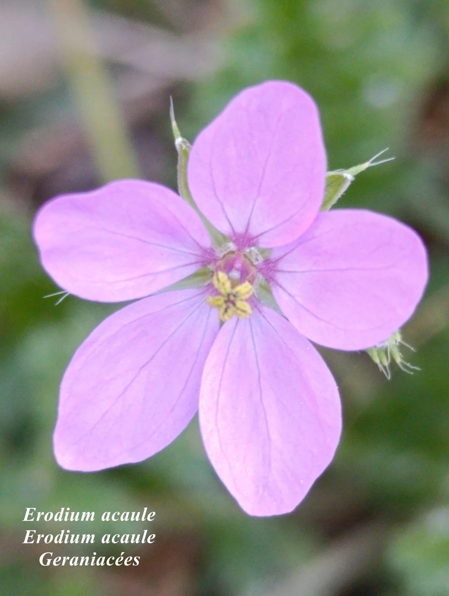 Erodium acaule 03