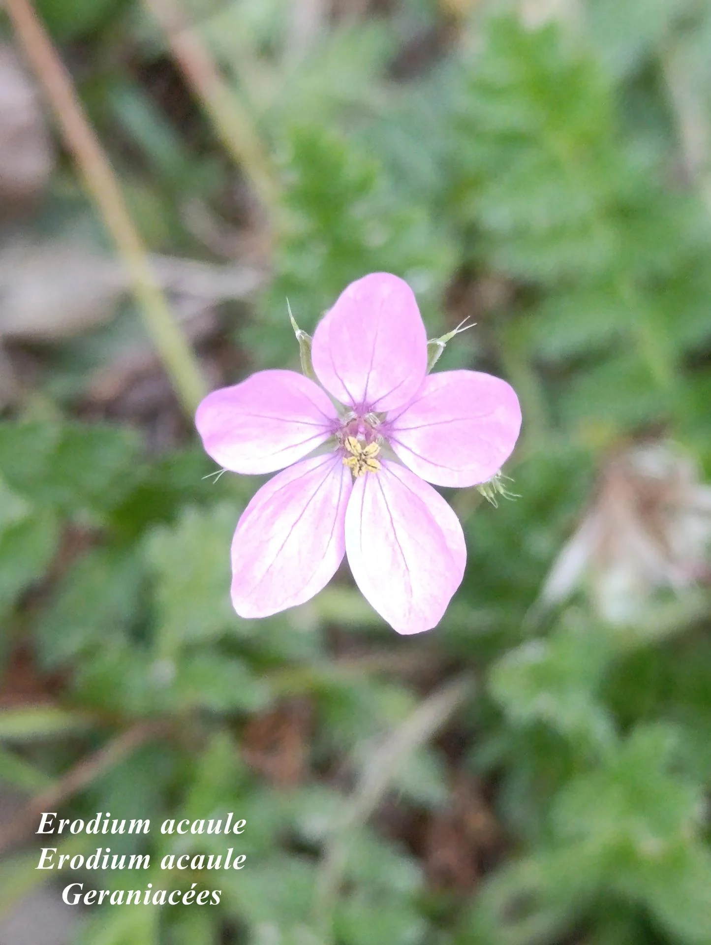 Erodium acaule 04