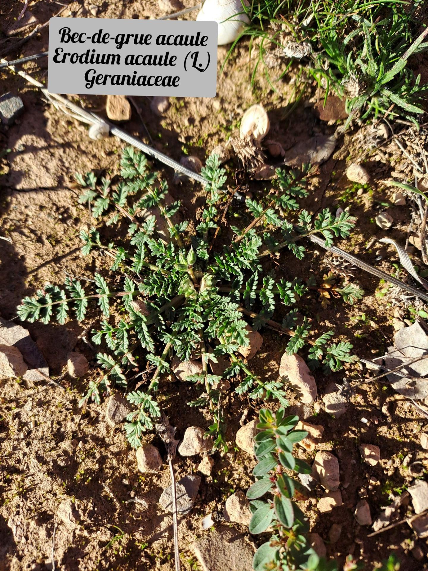 Erodium acaule 20 11 25 01