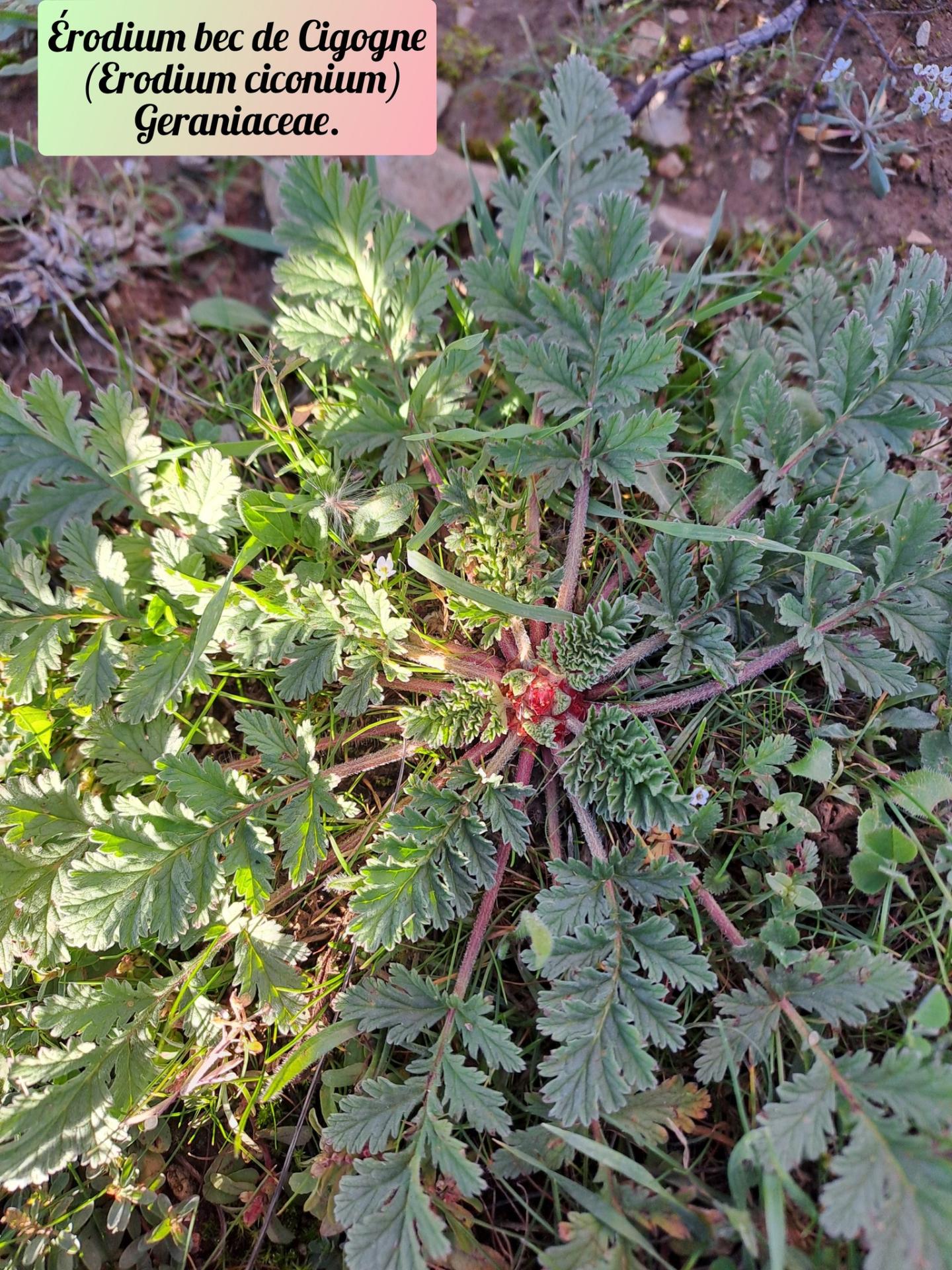 Erodium bec de cigogne 20 11 25 01