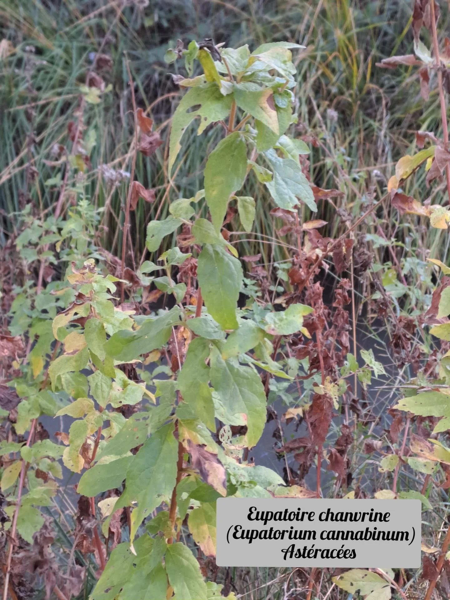Eupatoire chanvrine 20 11 25 01
