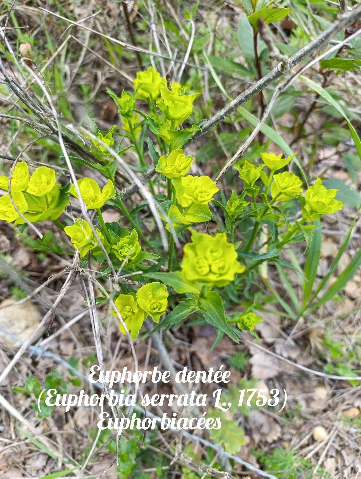 Euphorbe dentee 01 25 03 26
