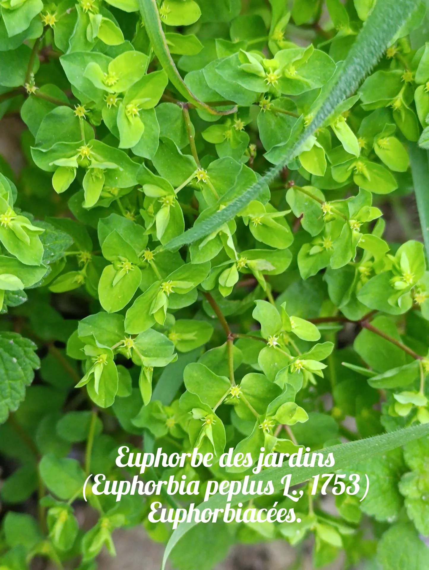 Euphorbe des jardins 01 25 03 26