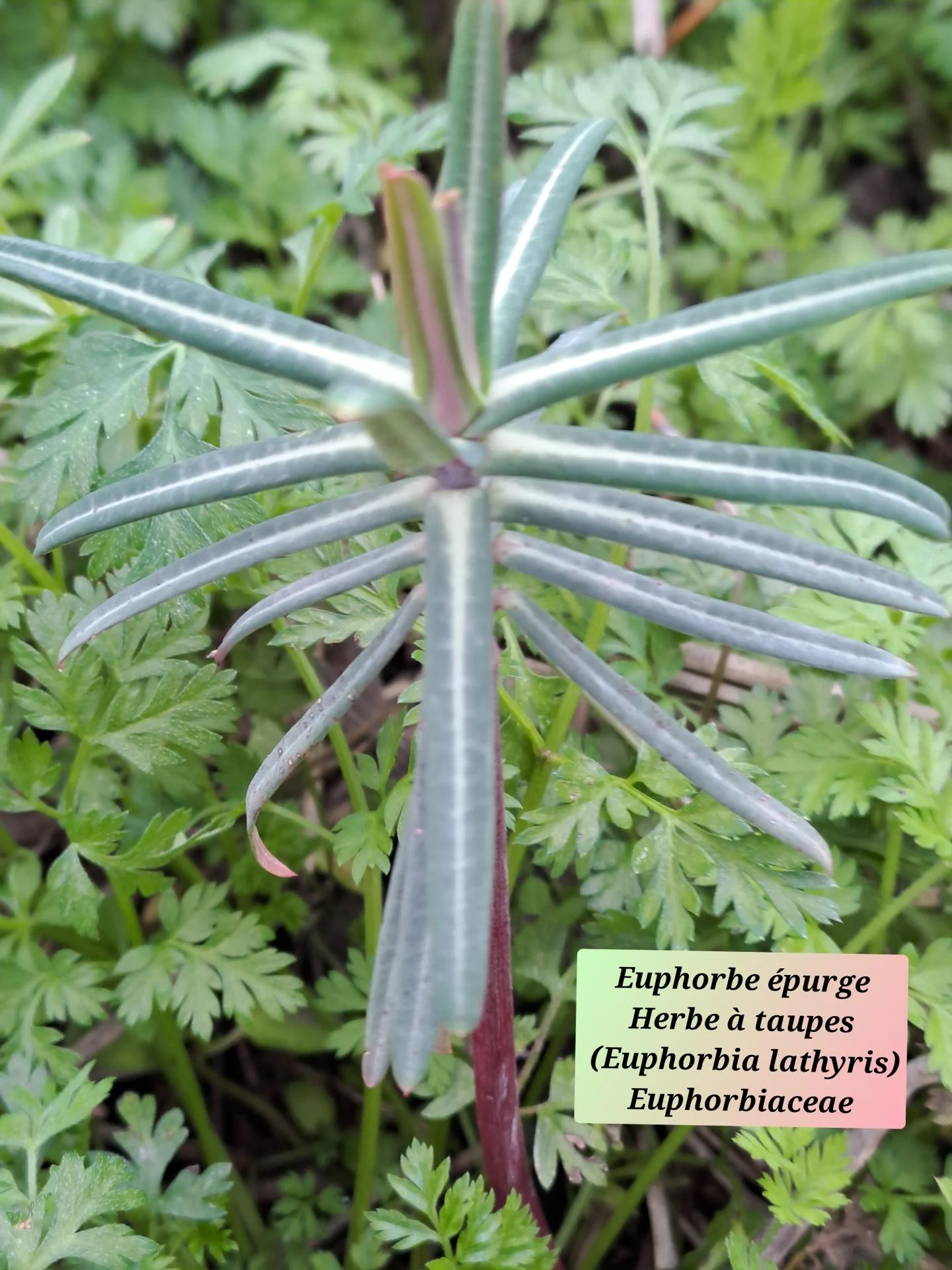 Euphorbe epurge 01 21 01 26