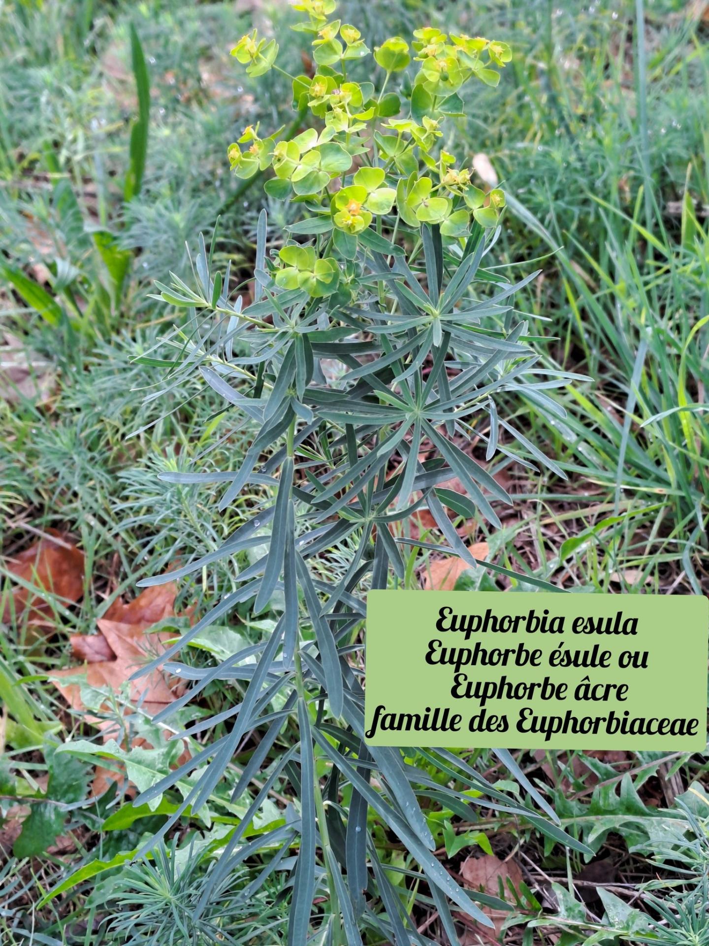 Euphorbe esule 1 22 10 25