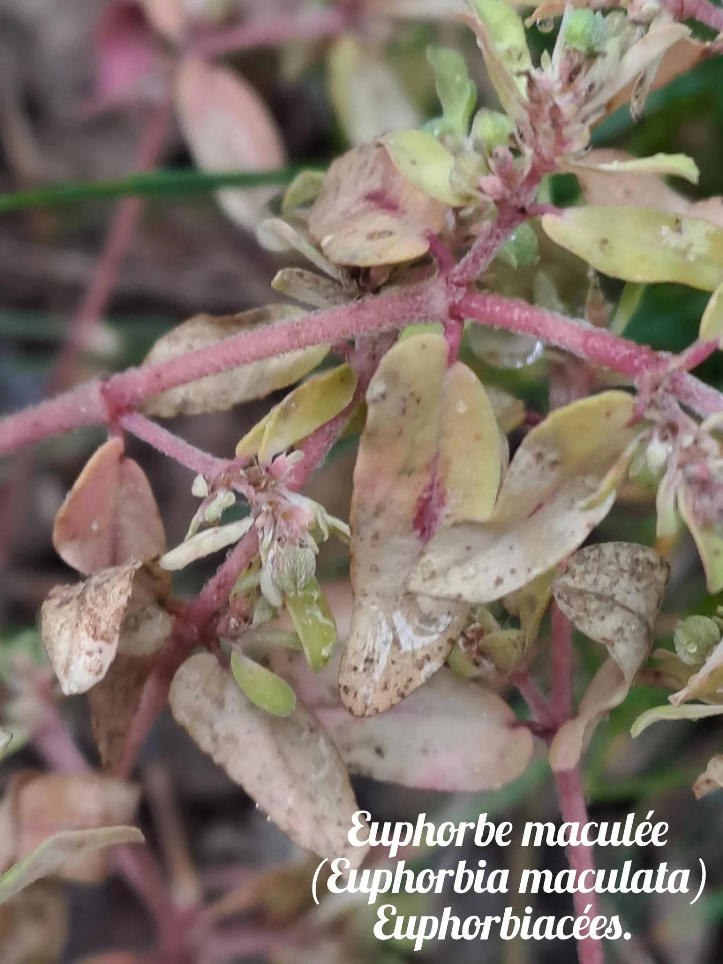 Euphorbe maculee 04 12 25 01