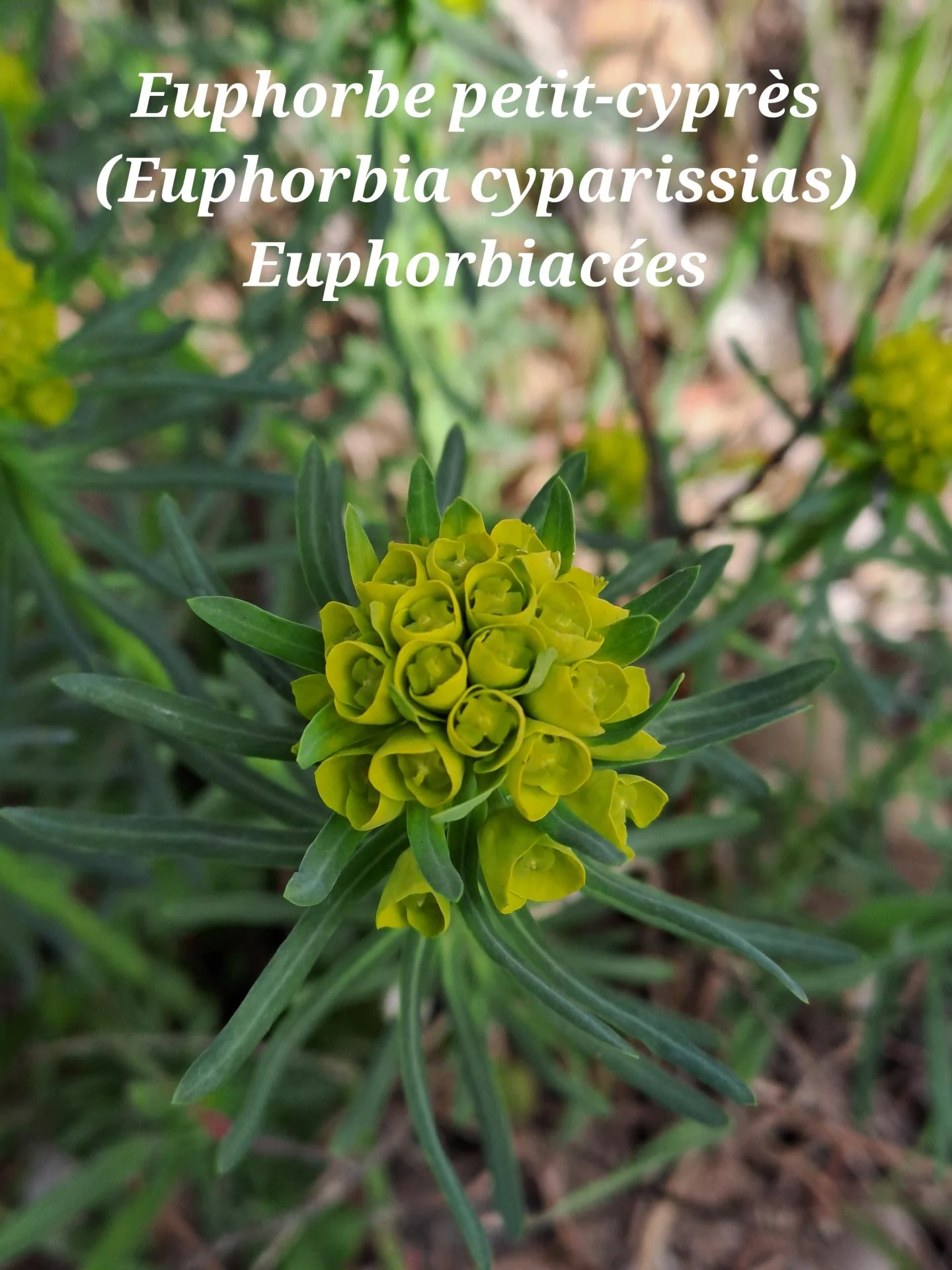 Euphorbe petit cypres 01 04 03 26