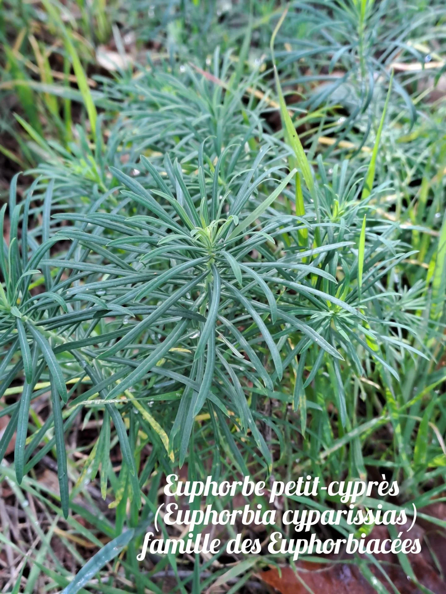 Euphorbe petit cypres 1 22 10 25