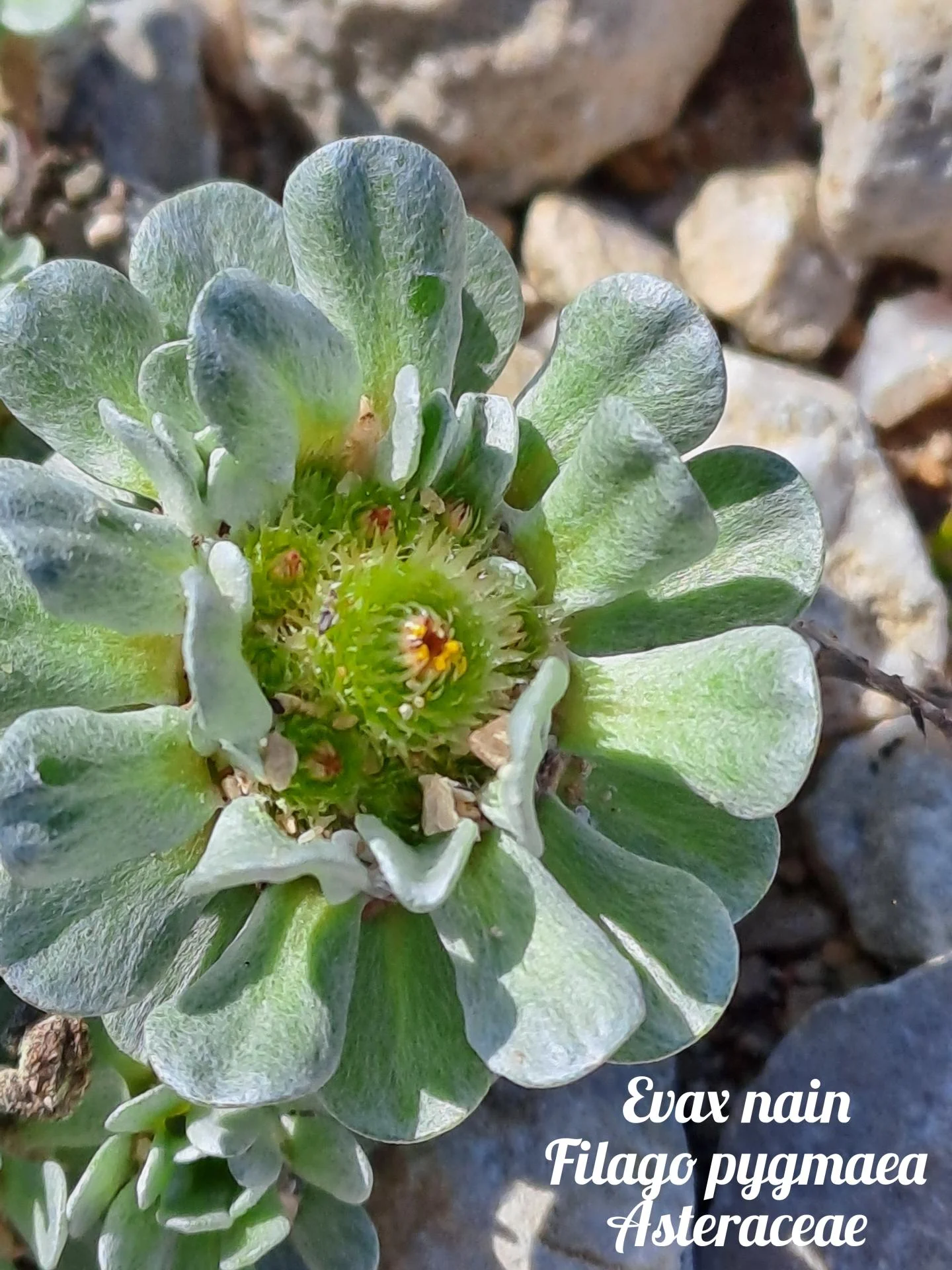 Evax nain 01 23 03 26