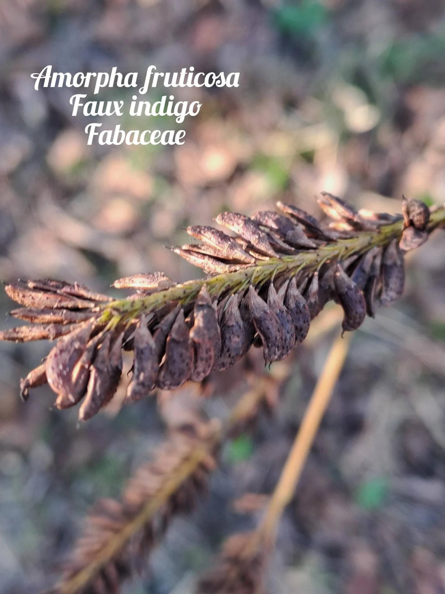 Faux indigo 01 17 12 25