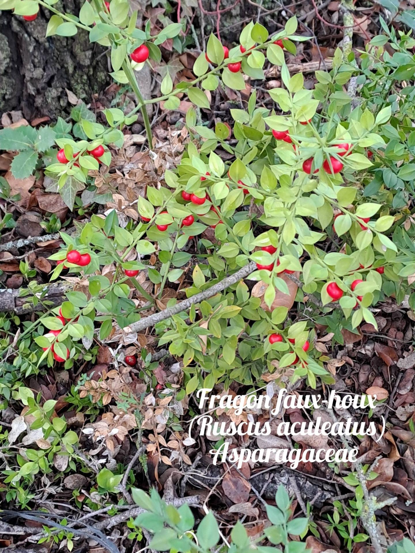 Fragon faux houx 04 12 25 01
