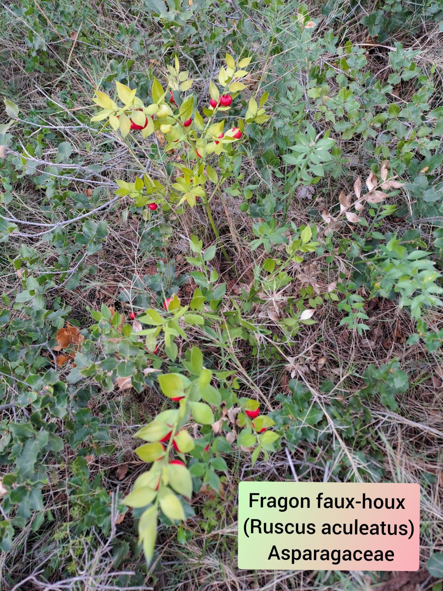 Fragon faux houx 05 11 25 01