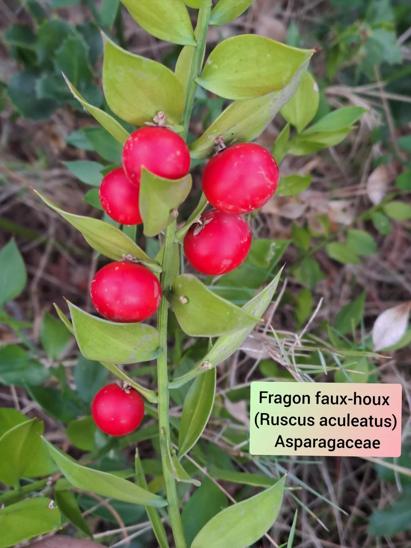 Fragon faux houx 05 11 25 02