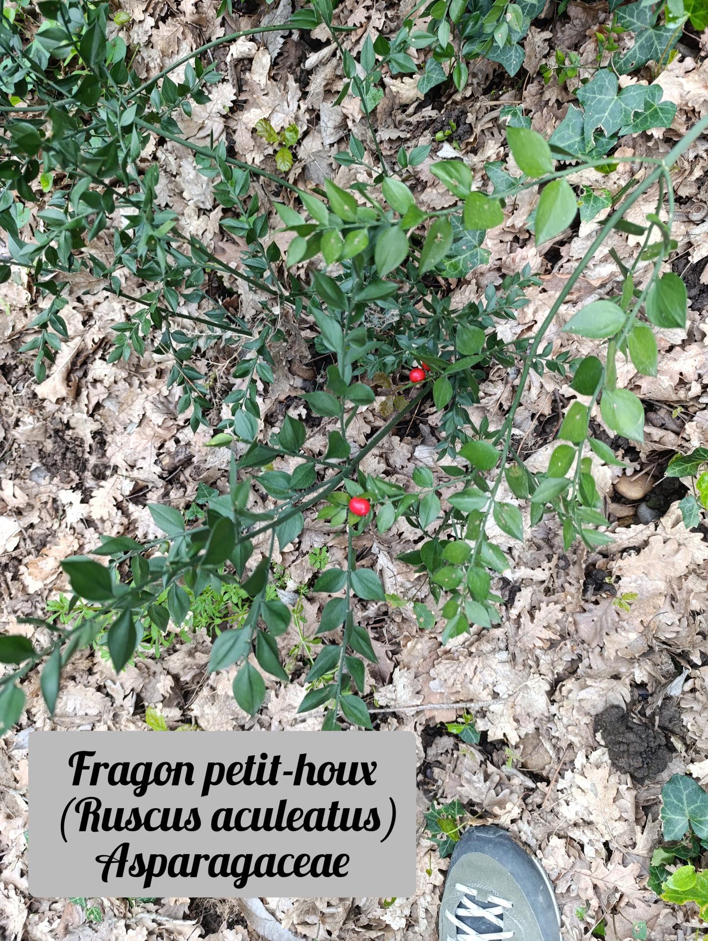 Fragon petit houx 01 25 03 26