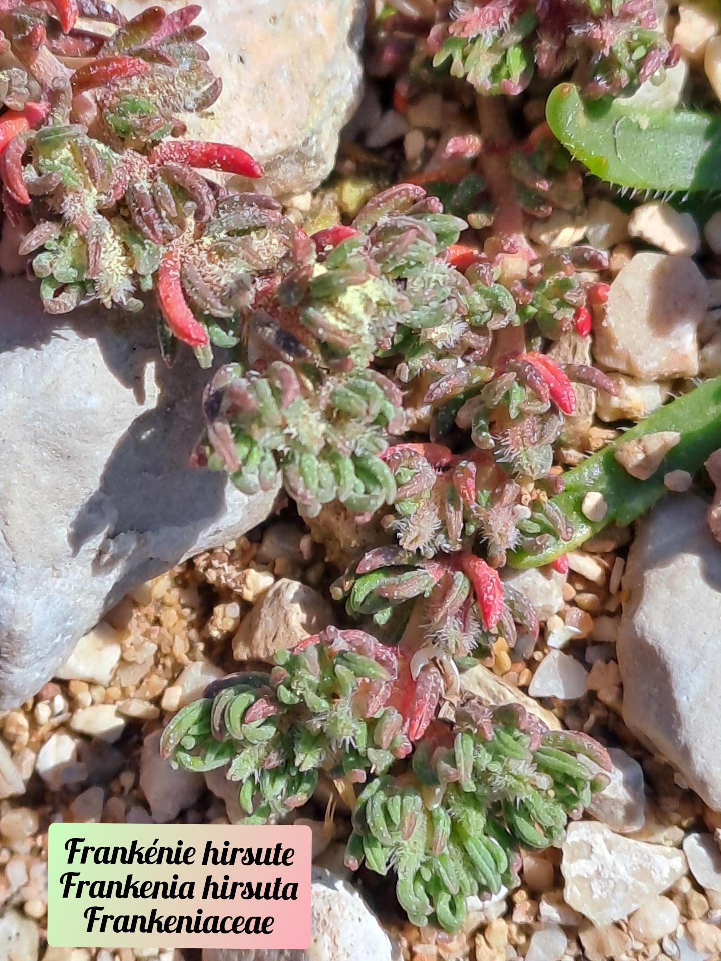 Frankenie hirsute 01 23 03 26