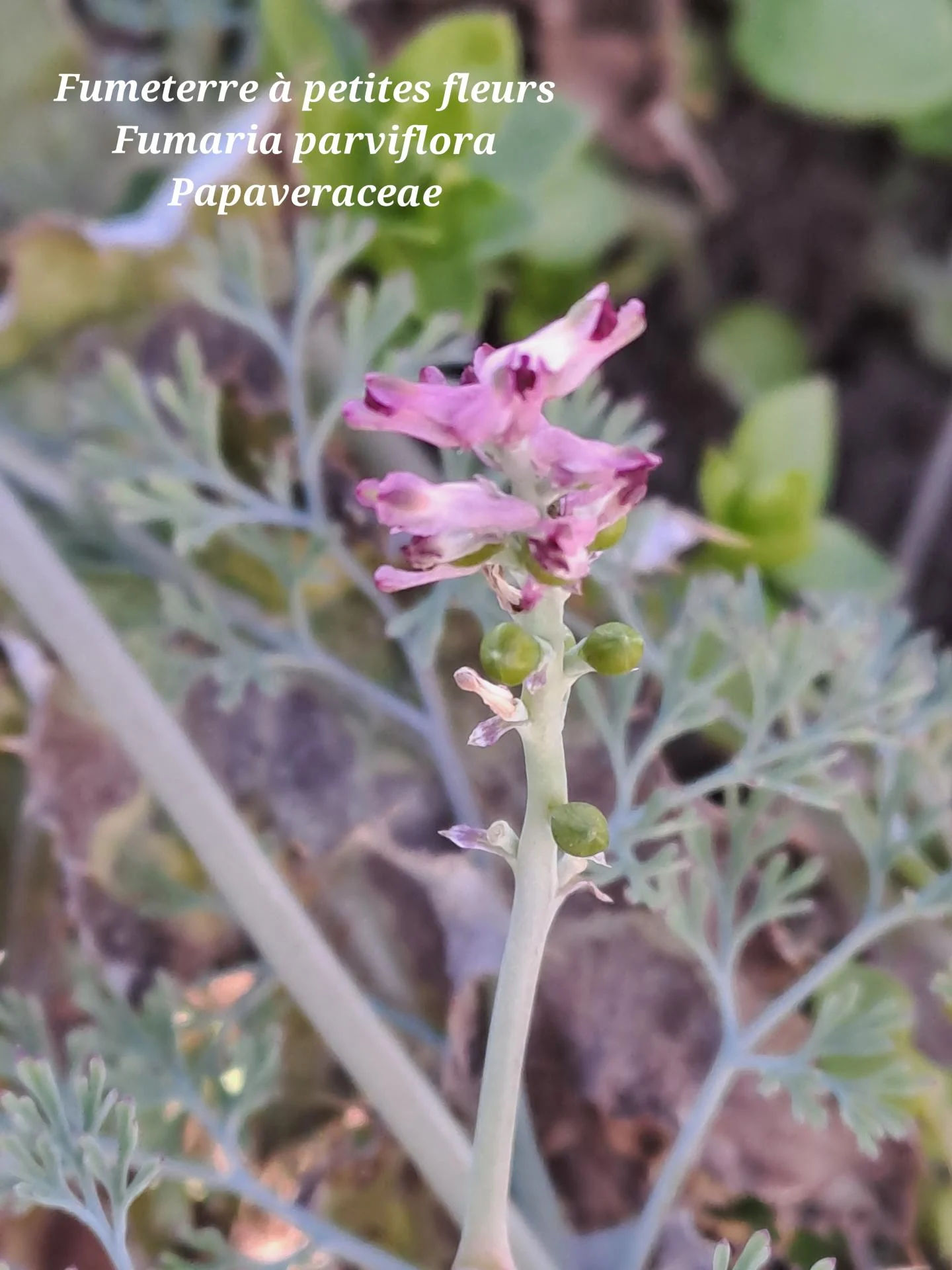 Fumeterre a petites fleurs 01 28 01 26