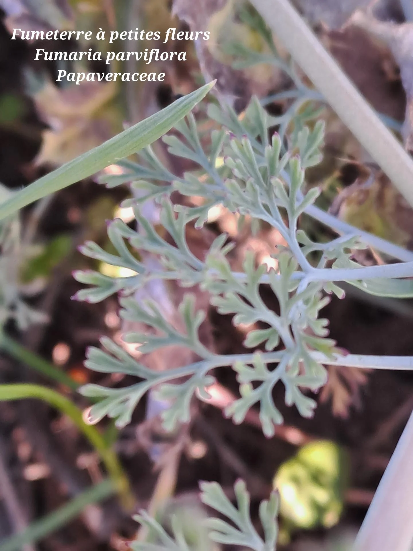 Fumeterre a petites fleurs 02 28 01 26