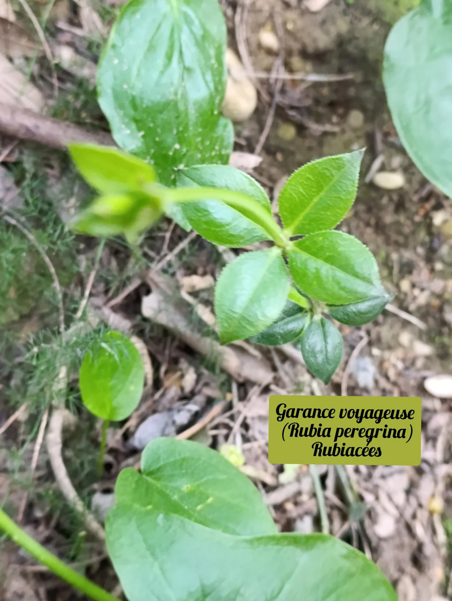 Garance voyageuse 01 25 03 26