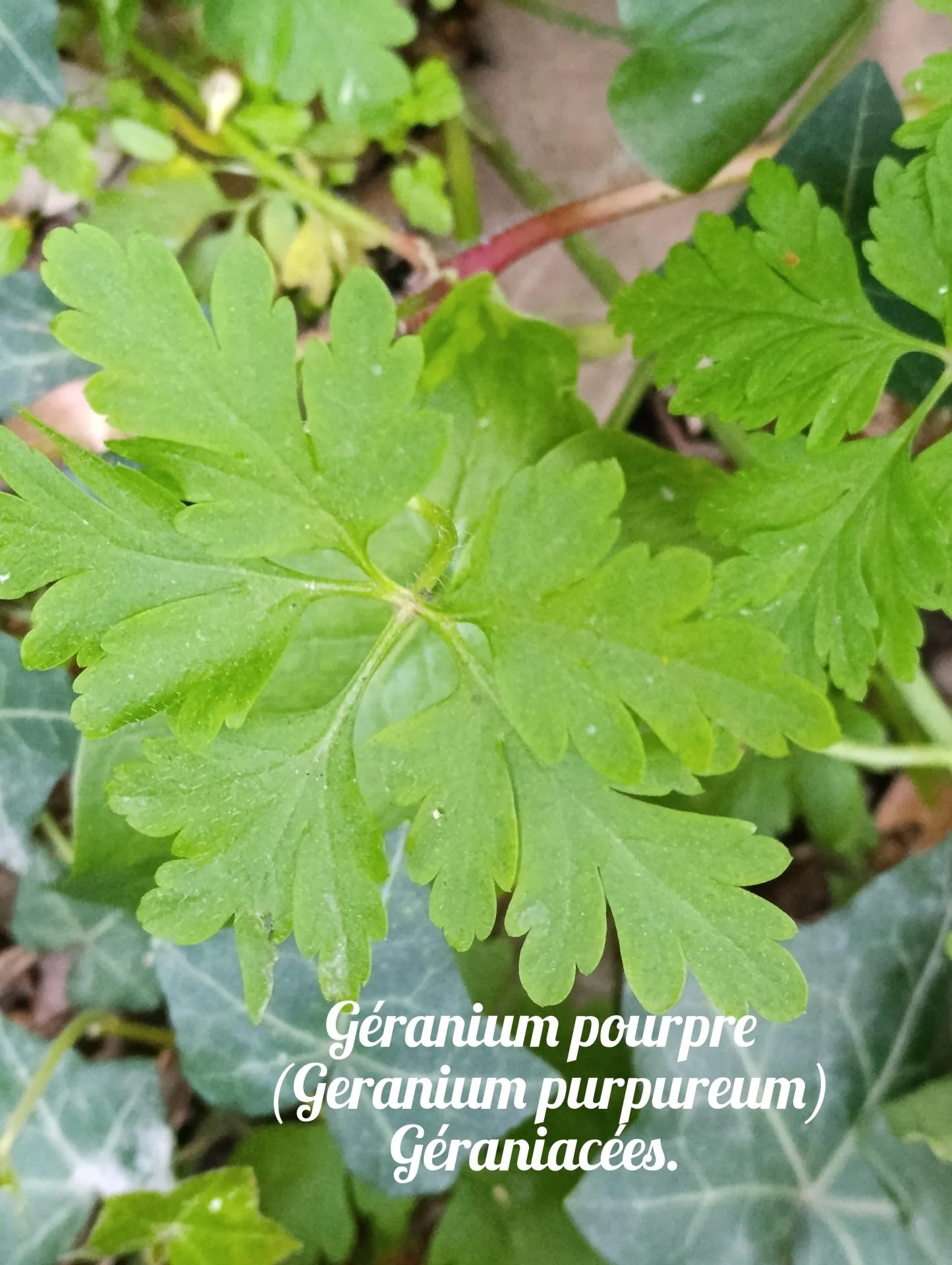 Geranium pourpre 01 25 03 26