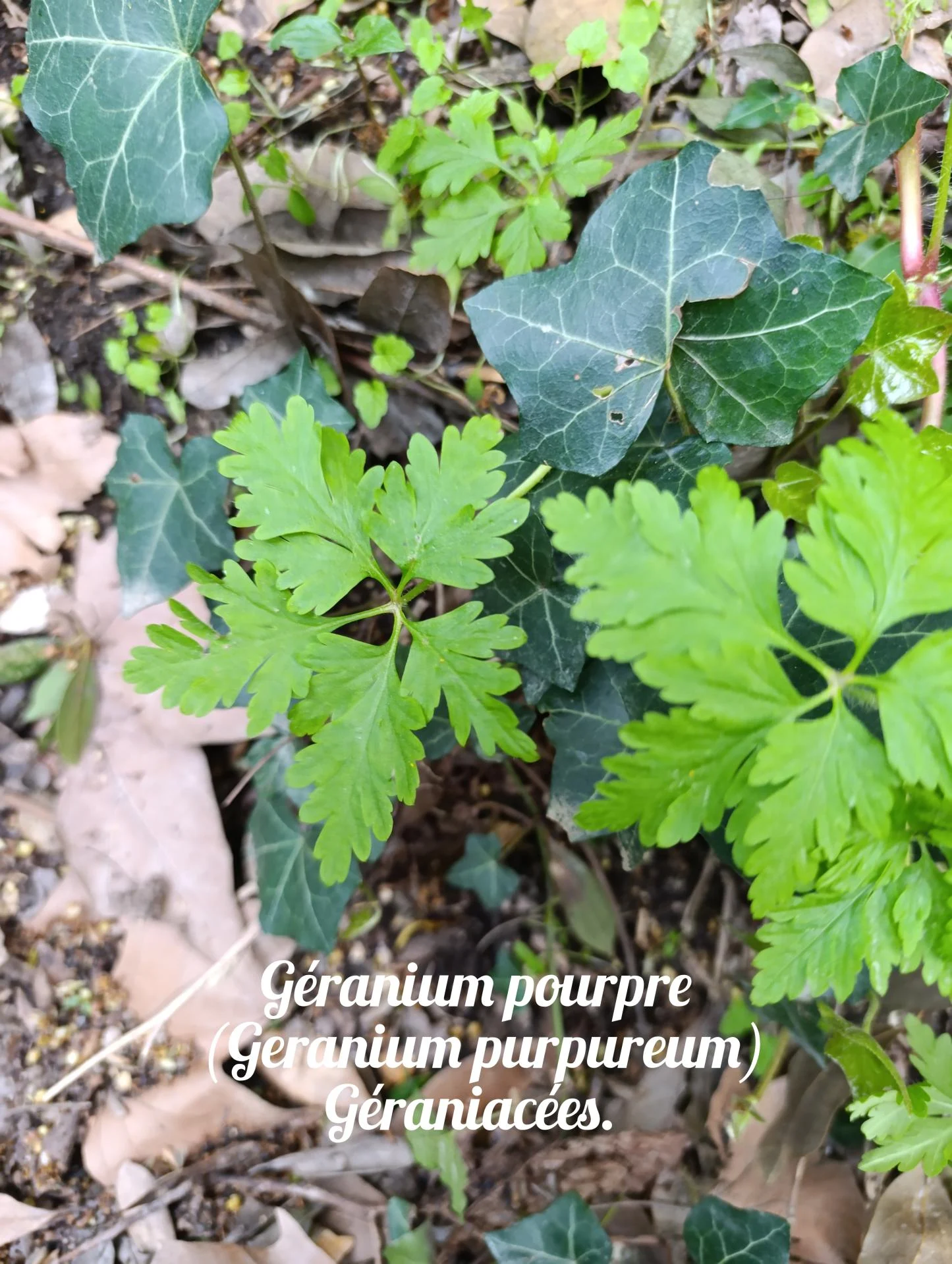 Geranium pourpre 02 25 03 26