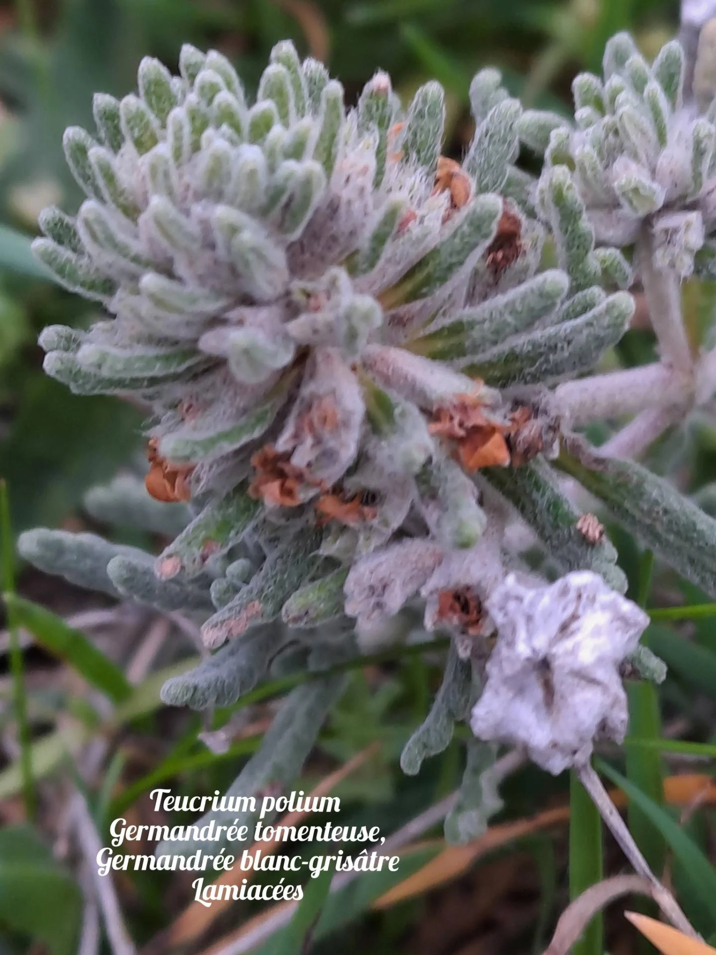 Germandree tomenteuse 01 10 12 25