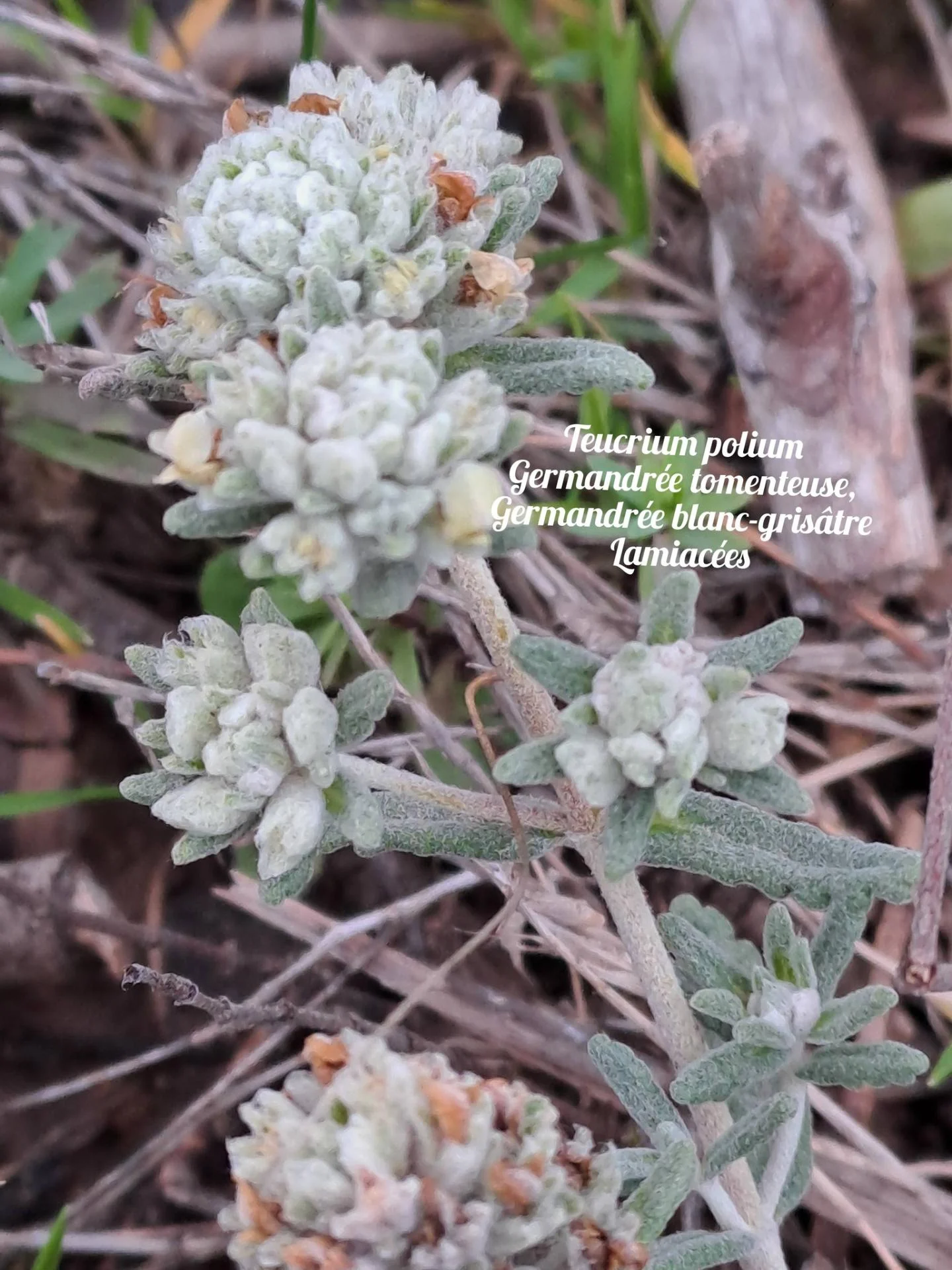 Germandree tomenteuse 02 10 12 25