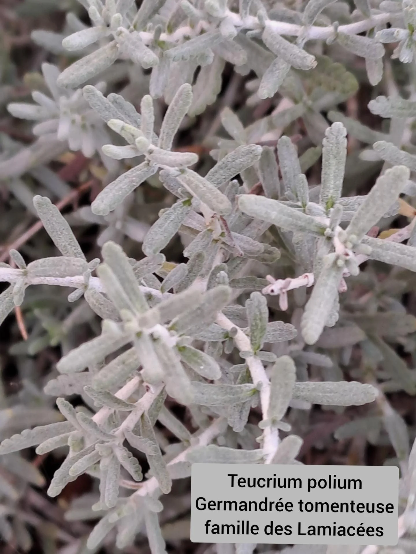 Germandree tomenteuse 05 11 25 01