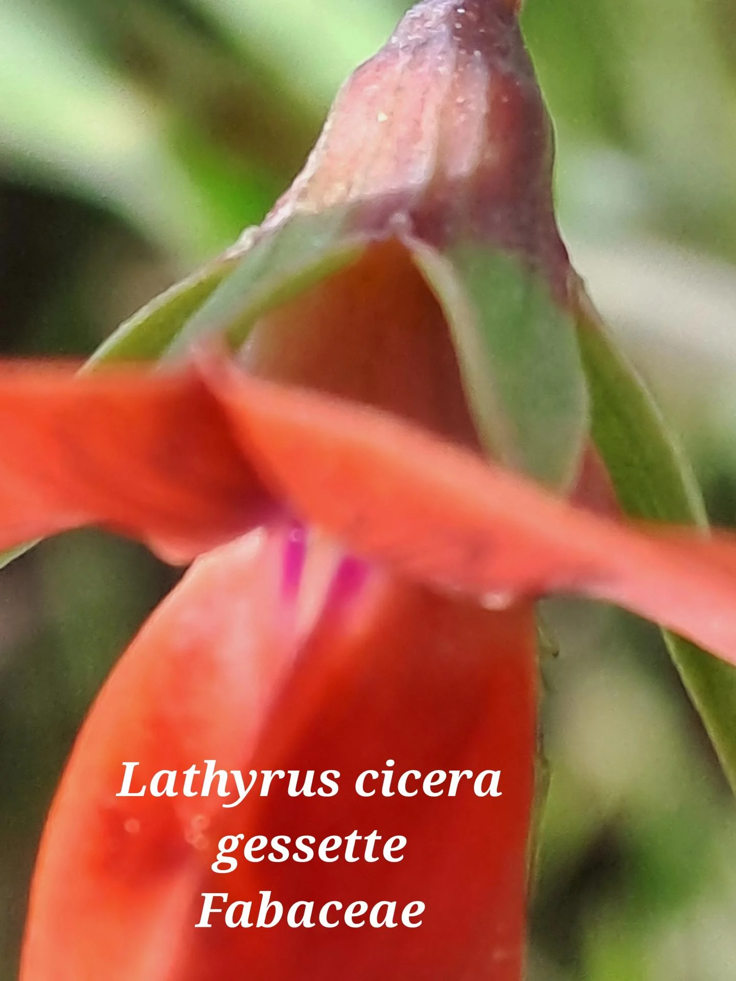 Gessette 01 04 03 26