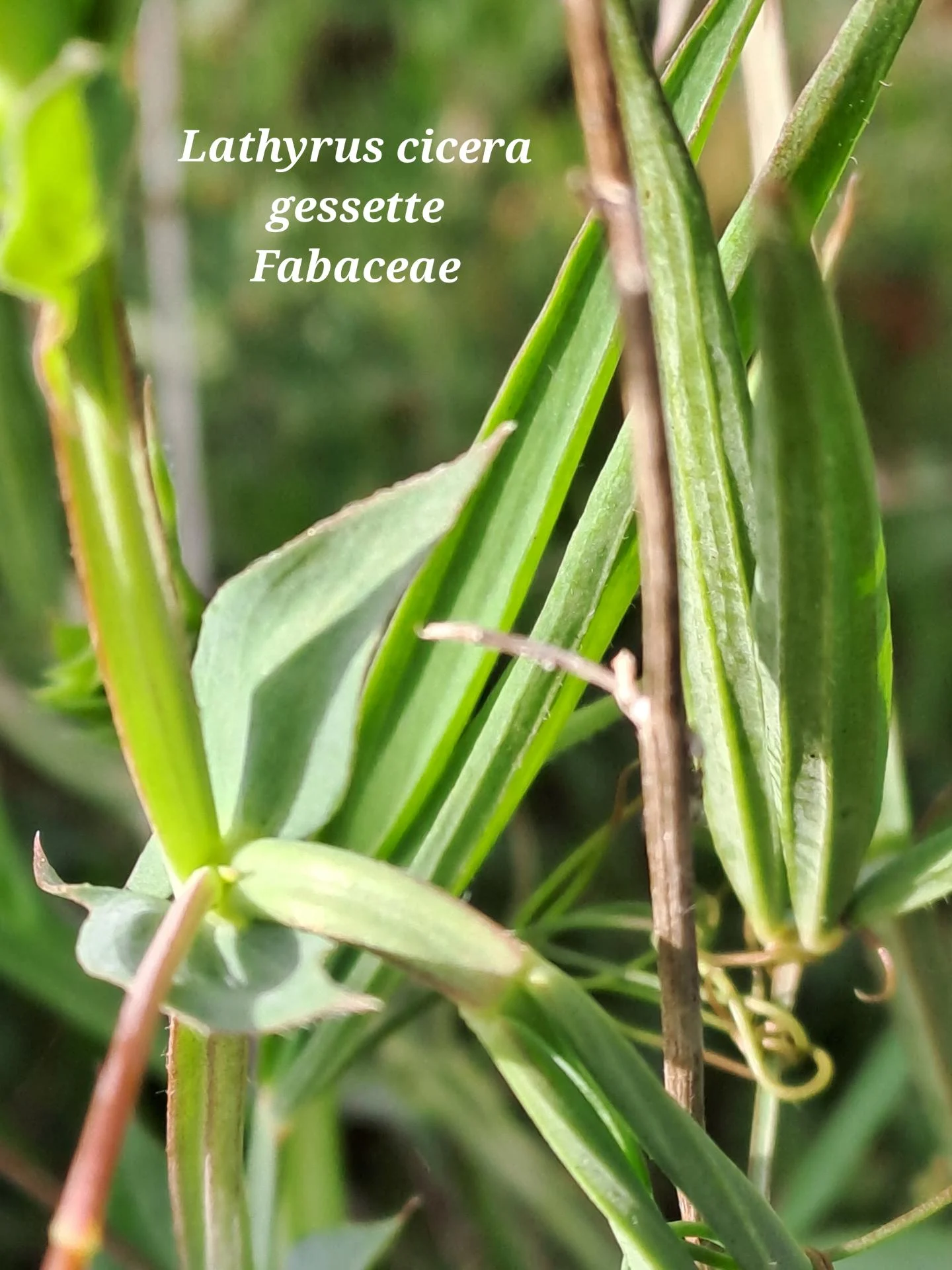 Gessette 02 04 03 26